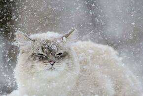 «Белый плен»: в Краснодарском крае продолжатся снегопады 