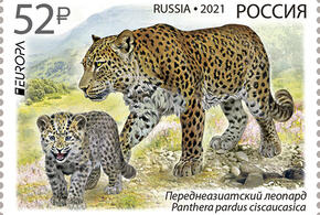 Леопард из сочинского нацпарка попал на почтовую марку 