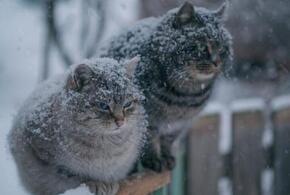 На Краснодар в выходные обрушатся дождь с мокрым снегом
