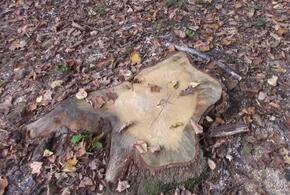 На Кубани «черный лесоруб» уничтожил деревьев на 21 миллион рублей