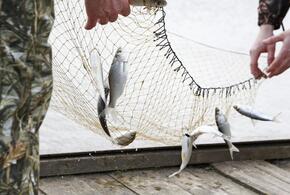 В Краснодарском крае у браконьеров изъяли рыбу на 3,5 миллиона рублей