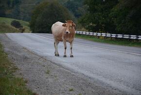 В Сочи на трассе сбили двух коров (ВИДЕО)