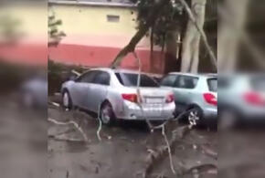 В Сочи пострадали несколько автомобилей из-за упавшего дерева (ВИДЕО)