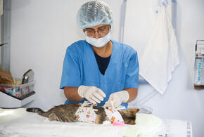 Ветмобиль «Поводог» для стерилизации животных курсирует по Кубани