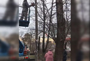 Жители Краснодара встали на защиту спиливаемых деревьев (ВИДЕО)