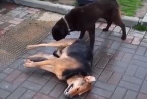 Догхантеры устроили массову травлю собак в Сочи (ВИДЕО)