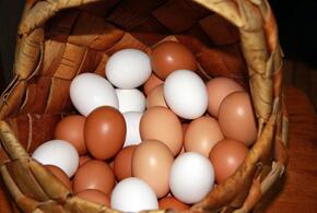 Птицефабрики могут отказаться от производства отборных яиц и грудки