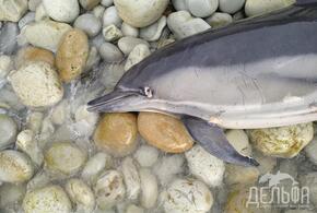 В феврале в Краснодарском крае нашли 50, а в марте 33 мертвых дельфина