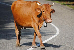 В Сочи очередная корова попала под колеса авто (ВИДЕО)