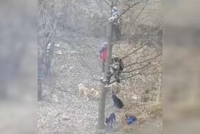 Бродячие собаки загнали школьников на дерево ВИДЕО
