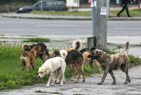 Краснодарский край вошел в тройку антилидеров по числу бродячих собак