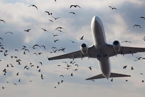 Летевший из Сочи самолет при посадке столкнулся с птицей