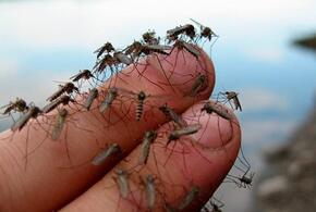 Массовое нашествие комаров ожидает кубанцев к Первомаю