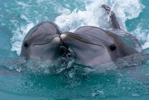 Житель Краснодара вывез в Марокко редких дельфинов