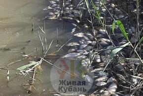 Массовый замор рыбы обнаружили в одном из районов Кубани