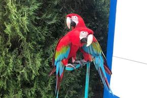 В Анапе уличный фотограф лишился попугаев