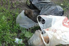 В Армавире женщина выбросила трупы собак возле детской площадки
