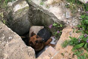 В Новороссийске собака провела больше суток в бетонной яме