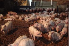 В Новороссийске запрещена деятельность свинофермы в жилом массиве