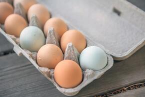 В России ожидается дефицит куриных яиц