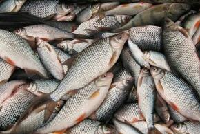 Жители Краснодарского края похитили 150 килограммов рыбы и фотоловушку