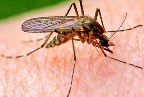 Токсиколог предупредил об отравлениях средствами от насекомых