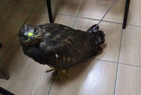 В Анапе еще одного орла забрали у уличного фотографа