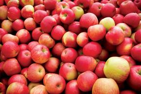 В Краснодаре обнаружили более 200 килограммов санкционных яблок