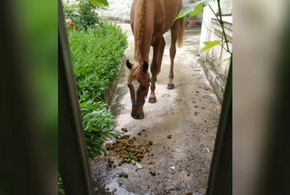 В Новороссийске в многоквартирном доме поселилась лошадь ВИДЕО