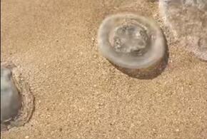 На Кубани побережье Азовского моря заполонили медузы ВИДЕО