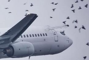 Самолет летевший в Геленджик столкнулся со стаей птиц