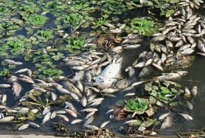 В Краснодаре на Карасунском озере массово погибла рыба