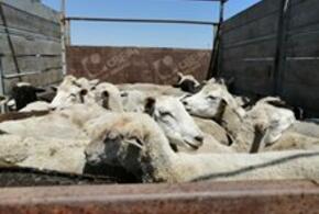 В Краснодарском крае пытались перевезти 27 овец без документов