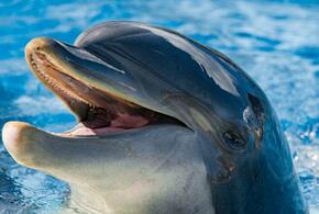 В дельфинарии под Анапой рассказали, удалось ли справиться с масляными пятнами