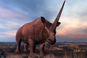 В Краснодарском крае обитали носороги