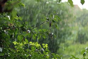 В Краснодарском крае сегодня местами пройдут грозы и дожди