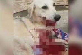 В Сочи мужчина забил битой раненую собаку