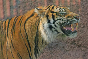 В крымском зоопарке тигр откусил палец малышу