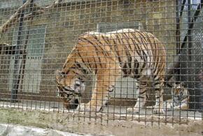 В Крыму СК завел уголовное дело после того, как тигр напал на ребенка