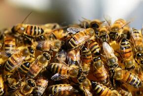 В Мостовском районе накажут отравителей пчел