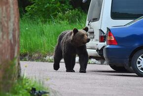 В Сочи медведь снова бродил по жилым кварталам ВИДЕО