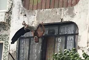 Житель Новороссийска запутался в бельевой веревке, падая с пятиэтажки