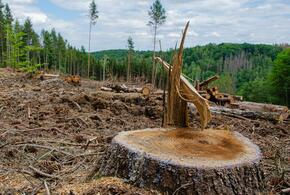 Целая роща реликтовых деревьев была уничтожена в Туапсинском районе