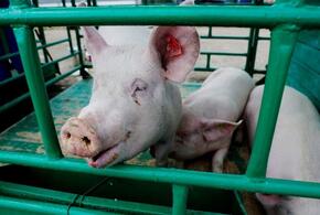 На Кубани нашли еще один очаг африканской чумы свиней