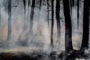 На Кубани объявили режим высокой пожароопасности