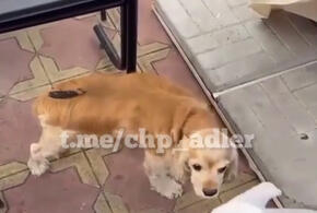 На Кубани продавец шаурмы пырнул собаку в спину 