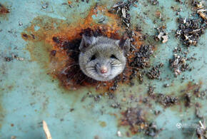 Никогда такого не было: в мусорках Краснодара завелись крысы ВИДЕО