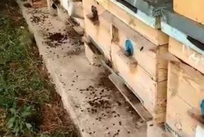 Подтвердилось: в смерти пчел на Кубани виноват высокотоксичный пестицид