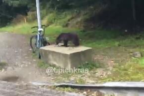 В Сочи любопытный медвежонок изучал велосипед