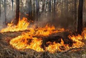 На Кубани пожарные четыре часа боролись с огнем в лесу